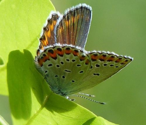 Réf. 181 843 : Plebejus argyrognomon